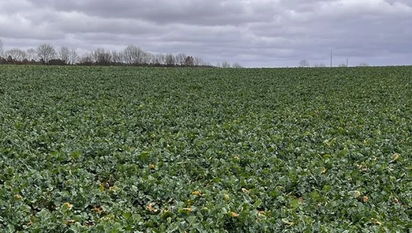 I Wiosenna lustracja rzepaku w Polanowie