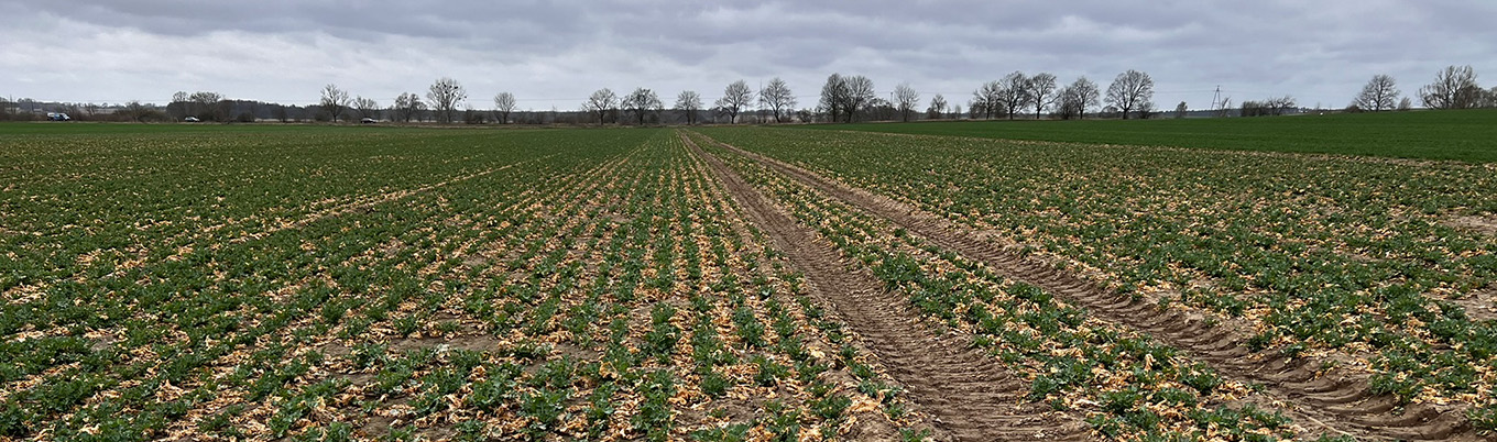 I Wiosenna lustracja rzepaku w Zamęcinie