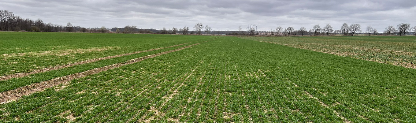 I Wiosenna lustracja zbóż w Zamęcinie