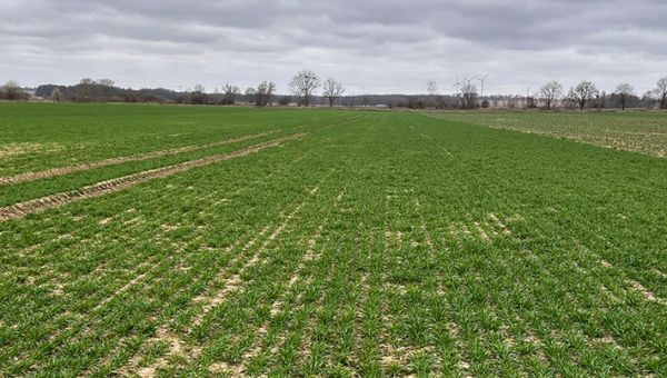 I Wiosenna lustracja zbóż w Zamęcinie