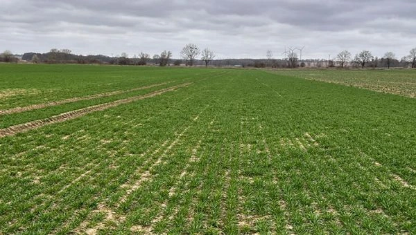 I Wiosenna lustracja zbóż w Zamęcinie