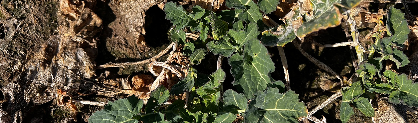 I Wiosenna lustracja rzepaku w Wymysłowicach 