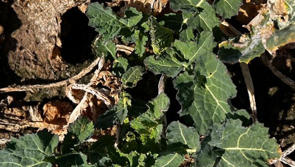 I Wiosenna lustracja rzepaku w Wymysłowicach 