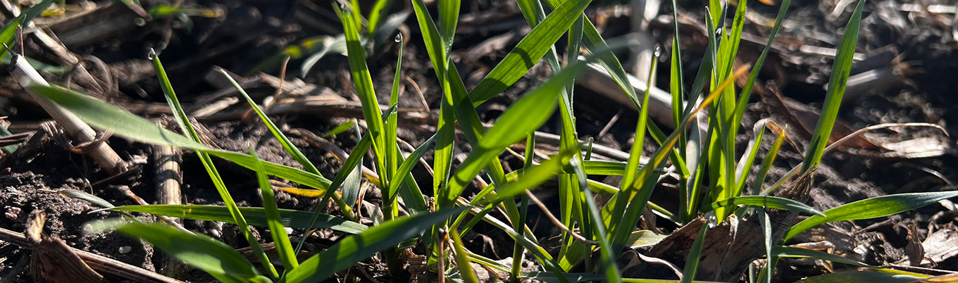 I Wiosenna lustracja pszenicy w Wymysłowicach