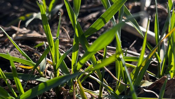 I Wiosenna lustracja pszenicy w Wymysłowicach