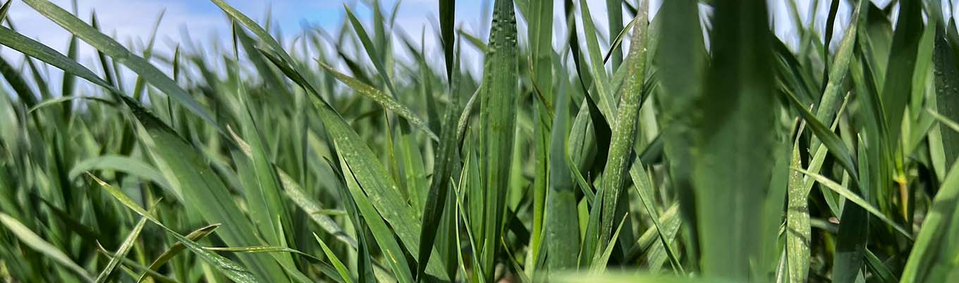 II Wiosenna lustracja pszenicy w Barłożnie