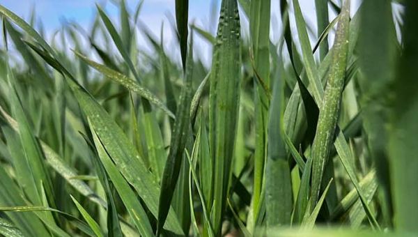 II Wiosenna lustracja pszenicy w Barłożnie