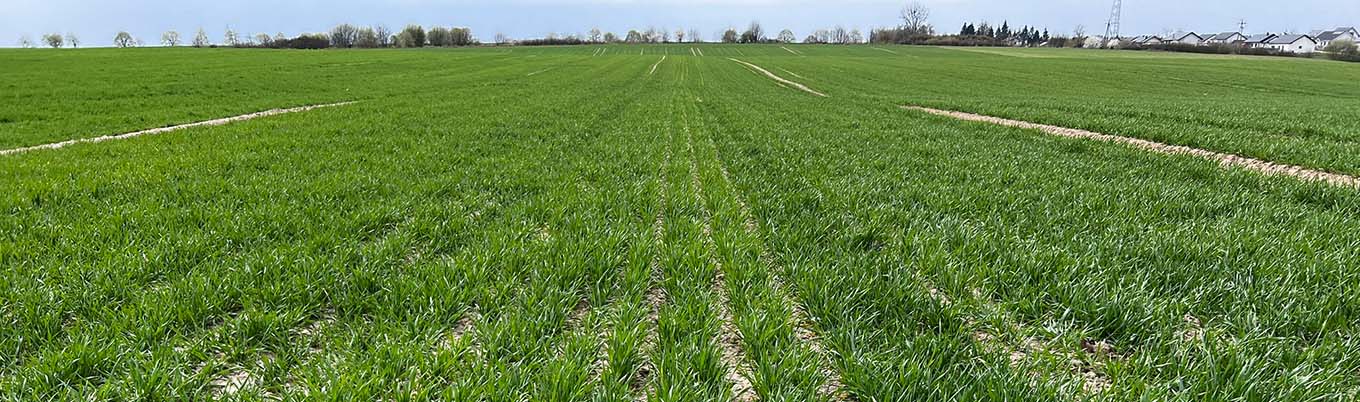 I Wiosenna lustracja pszenicy w Lubaszu 