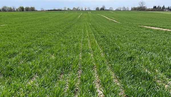 I Wiosenna lustracja pszenicy w Lubaszu 