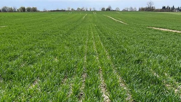 I Wiosenna lustracja pszenicy w Lubaszu 