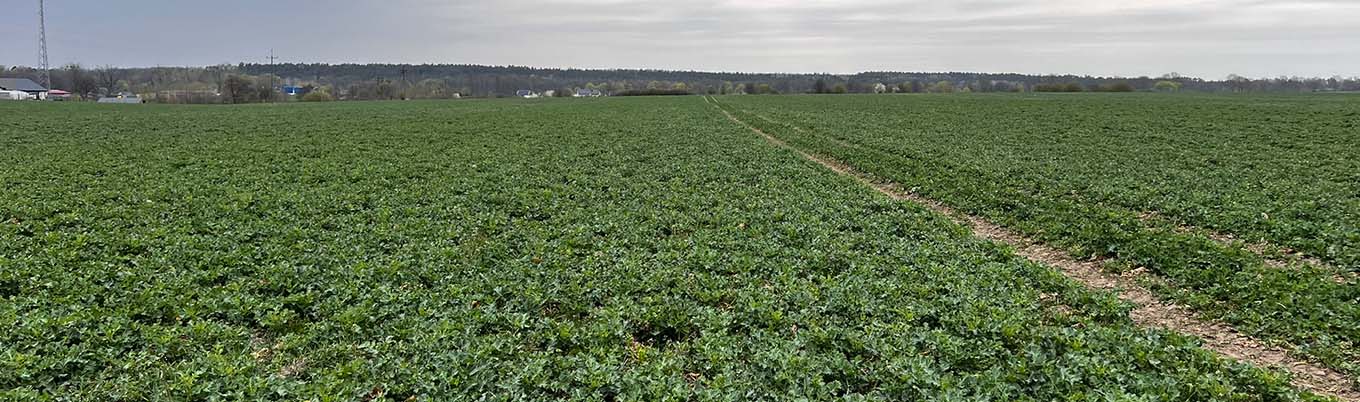 I Wiosenna lustracja rzepaku w Lubaszu