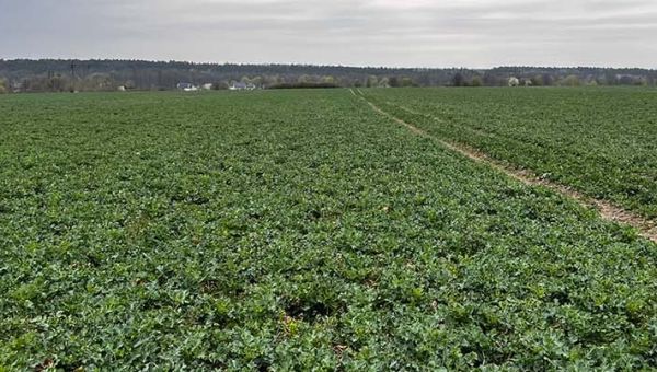 I Wiosenna lustracja rzepaku w Lubaszu