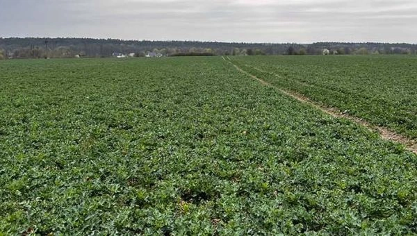 I Wiosenna lustracja rzepaku w Lubaszu