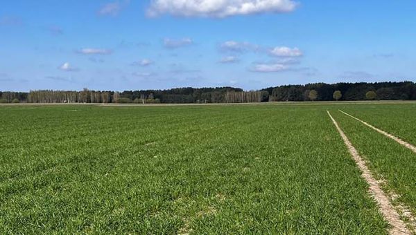 I Wiosenna lustracja zbóż w Nowogrodzie 