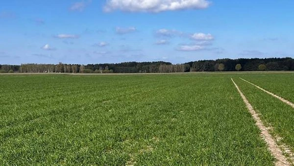 I Wiosenna lustracja zbóż w Nowogrodzie 