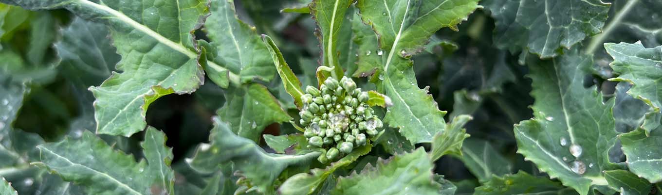 rzepak kwiecień 2026