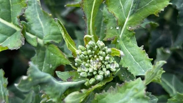 rzepak kwiecień 2026