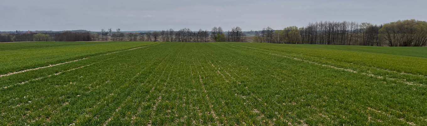 I Wiosenna lustracja pszenicy w Lidzbarku Warmińskim