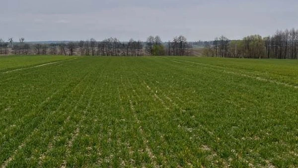 I Wiosenna lustracja pszenicy w Lidzbarku Warmińskim