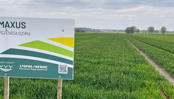 II Wiosenna lustracja zbóż w Kurkach