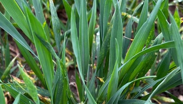 II Wiosenna lustracja zbóż w Nieżychowicach 