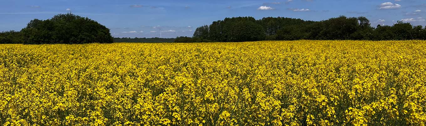 II Wiosenna lustracja rzepaku w Jeżowie