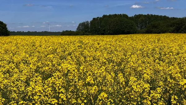II Wiosenna lustracja rzepaku w Jeżowie
