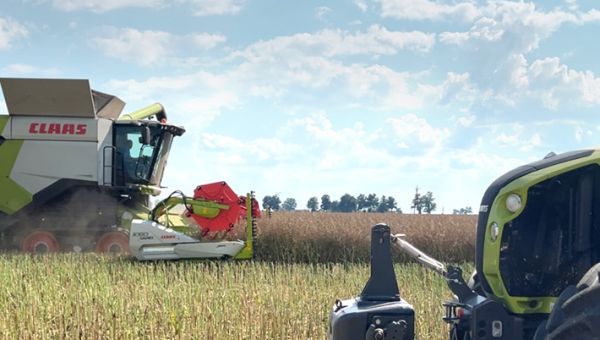 Podsumowanie plonowania rzepaku ozimego na Demo Farmach 2025/2026.