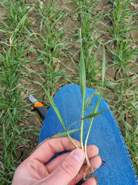 pszenica ozima Lemmy