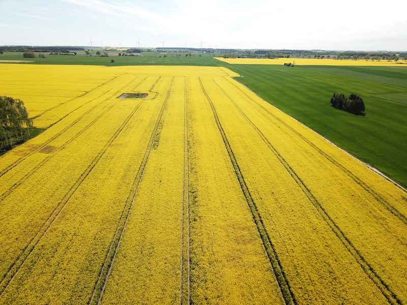 plantacja rzepaku ozimego w Nieżychowicach