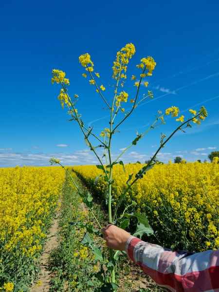 rzepak ozimy LG Arnold