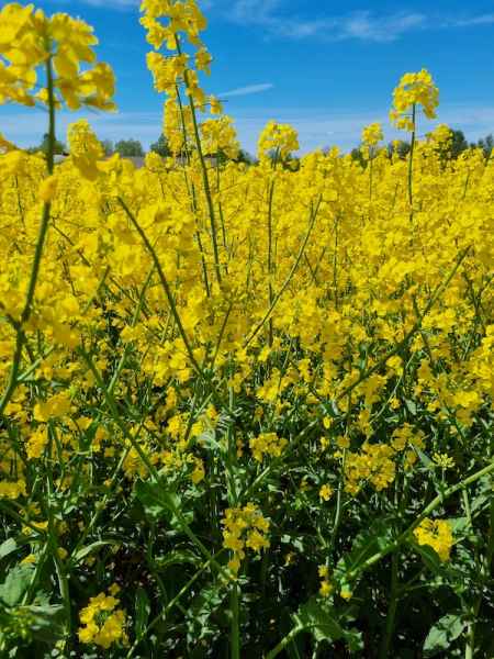 rzepak ozimy InVigor Dazzler