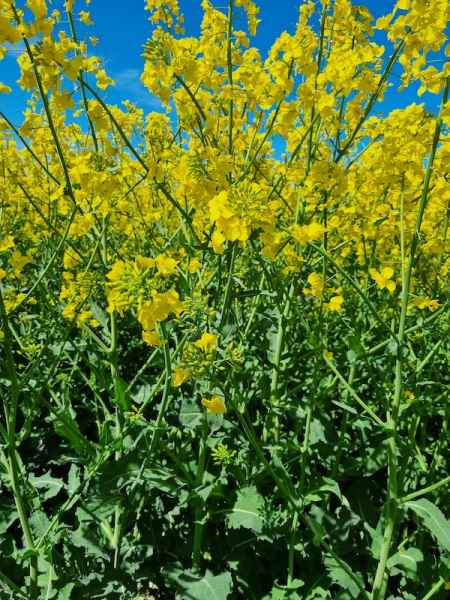 rzepak ozimy LG Arnold