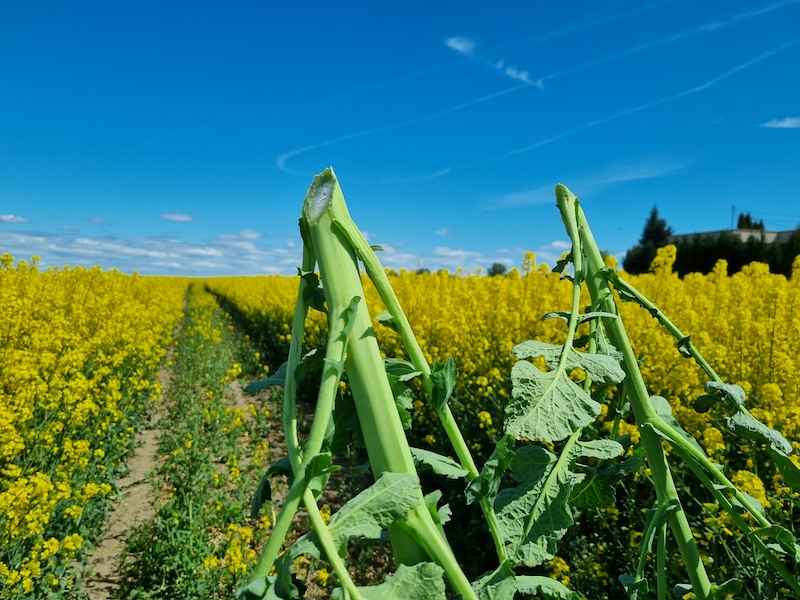 rzepak ozimy LG Arnold