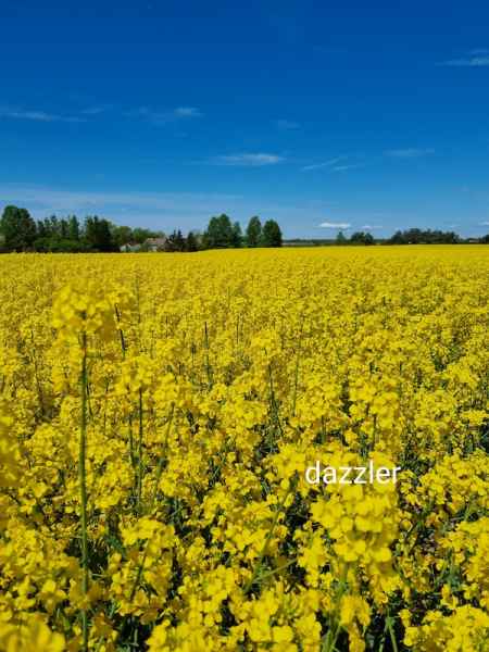 rzepak ozimy InVigor Dazzler