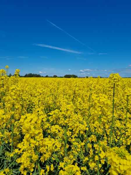 rzepak ozimy LG Arnold