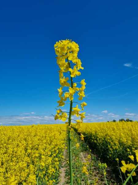 rzepak ozimy LG Arnold