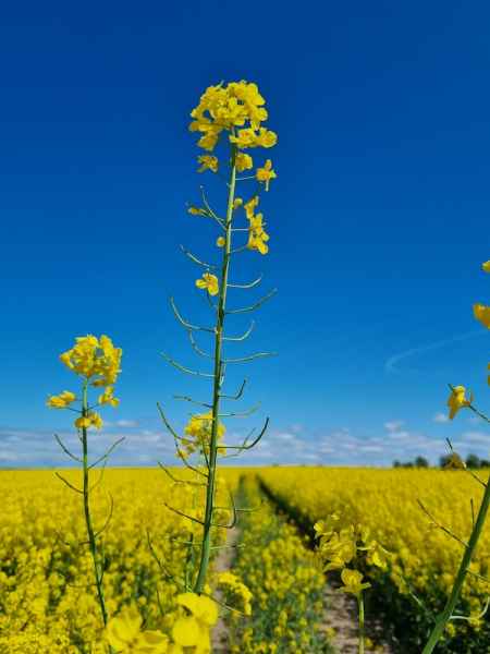 rzepak ozimy InVigor Dazzler