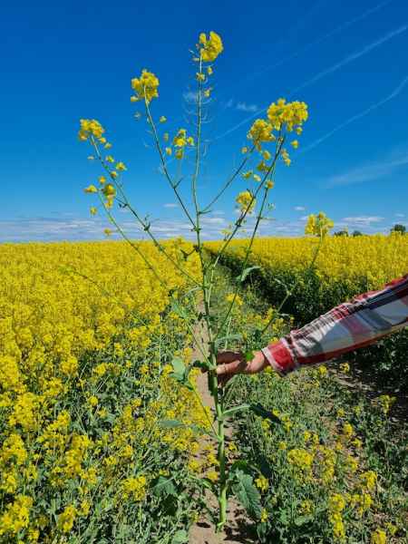 rzepak ozimy Ragnar
