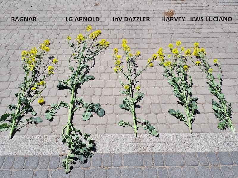 porównanie odmian rzepaku