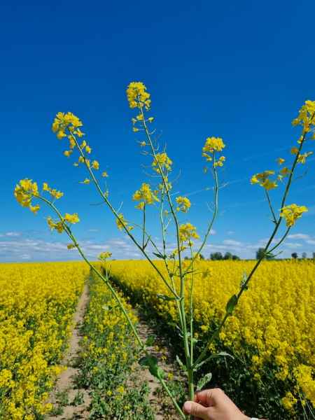 rzepak ozimy InVigor Dazzler