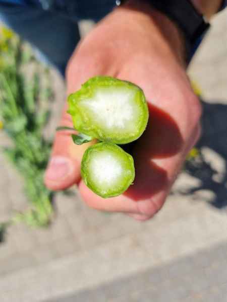 porównanie  rzepak Ragnar i LG Arnold