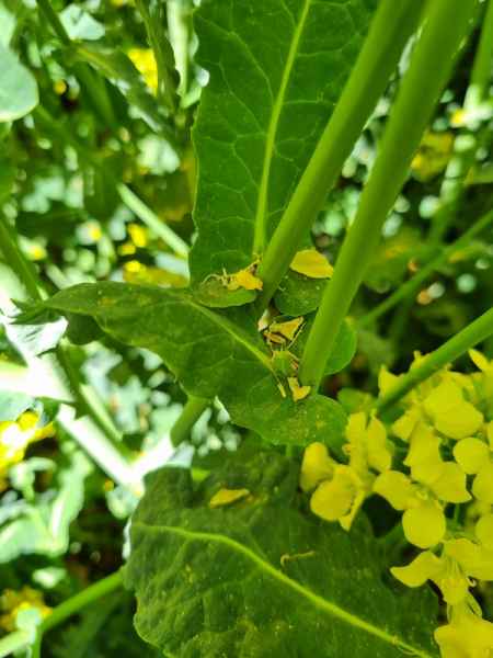 zgnilizna twardzikowa