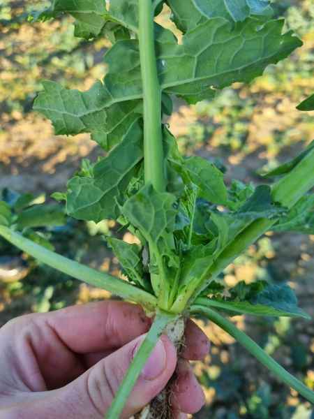 rzepak ozimy LG Arnold