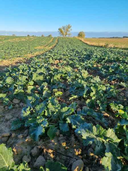 rzepak ozimy LG Arnold