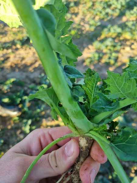 rzepak ozimy LG Arnold