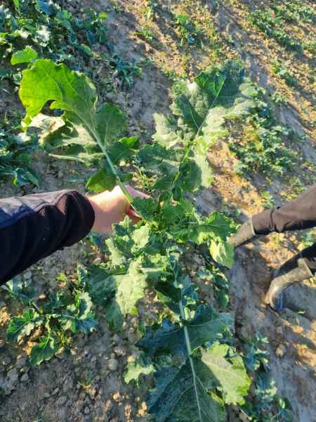 rzepak ozimy LG Arnold