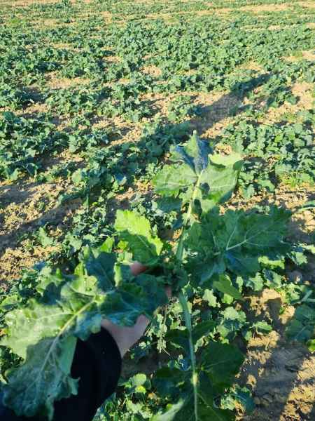 rzepak ozimy InVigor Dazzler