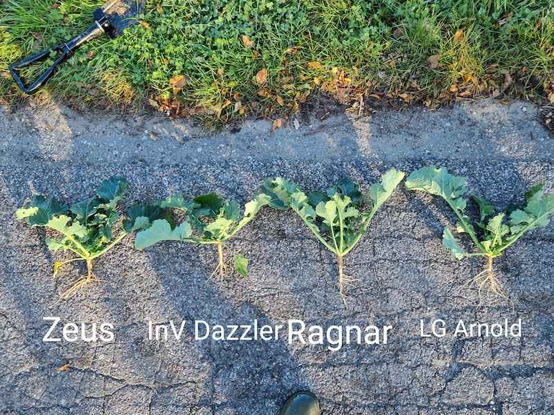 porównanie odmian rzepaku ozimego październik 2022