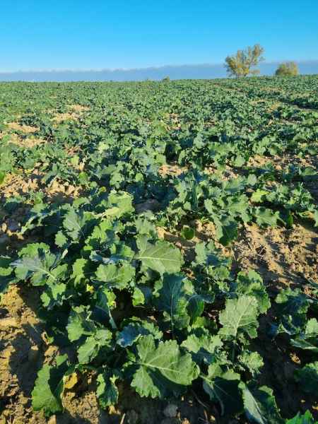 rzepak ozimy InVigor Dazzler